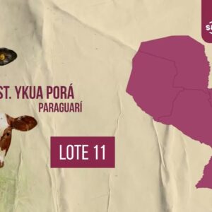 LOTE 11 | SUBASTA #63