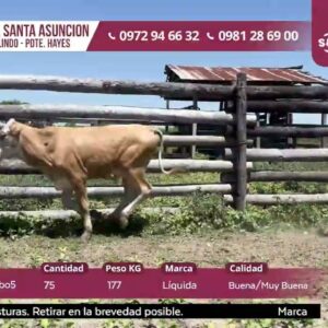 LOTE 3 | SUBASTA 05.11.2025