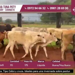 LOTE 2 | SUBASTA 05.11.2025