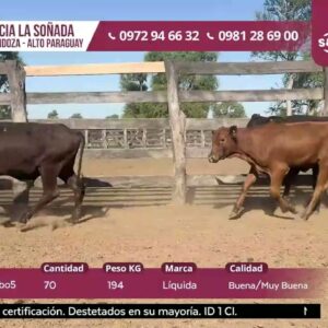 LOTE 7 | SUBASTA 12.11.2025