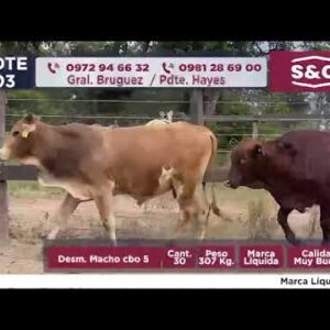 LOTE 3 | SUBASTA 23.06.2026 (copia)